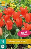 Tulp oriental beauty 10 bollen - afbeelding 2