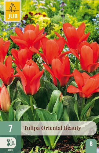 Tulp oriental beauty 7 bollen - afbeelding 1