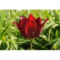 Tulp Pacific pearl 7 bollen - afbeelding 2