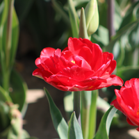 Tulp pamplona 7 bollen - afbeelding 2
