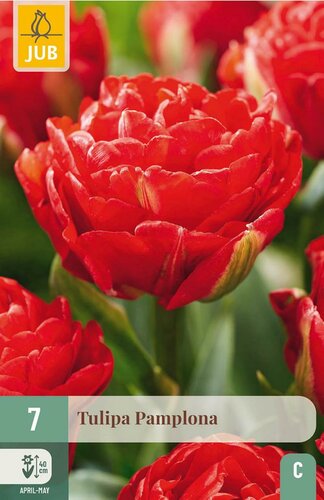 Tulp pamplona 7 bollen - afbeelding 1