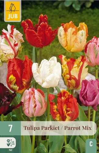Tulp parkiet mix 7 bollen - afbeelding 2