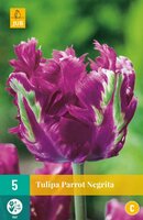 Tulp parrot negrita 5 bollen - afbeelding 2