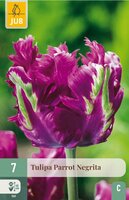 Tulp parrot negrita 7 bollen - afbeelding 1