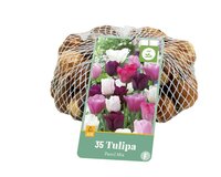 Tulp pastel mix 35 bollen