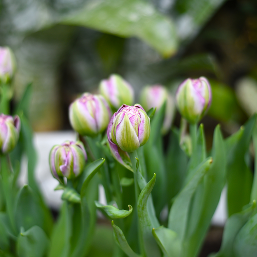 Tulp peggy wonder 3 bollen - afbeelding 3