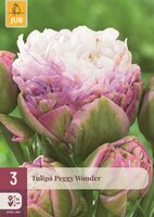 Tulp peggy wonder 3 bollen