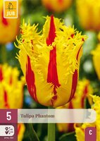 Tulp Phantom 5 bollen - afbeelding 2