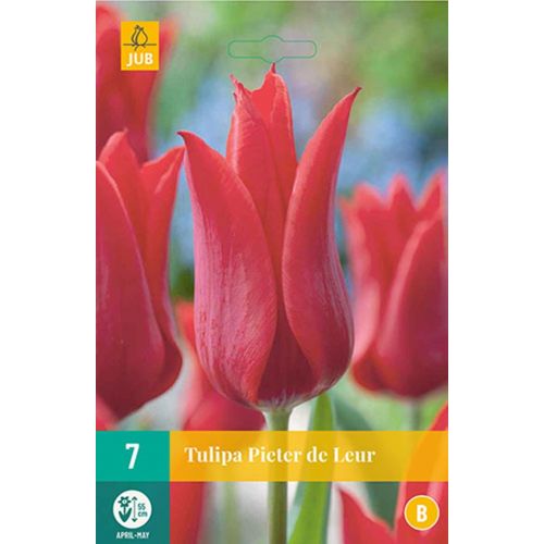 TULIPA PIETER DE LEUR 