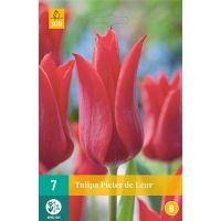 TULIPA PIETER DE LEUR 