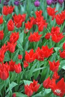 TULIPA PIETER DE LEUR 