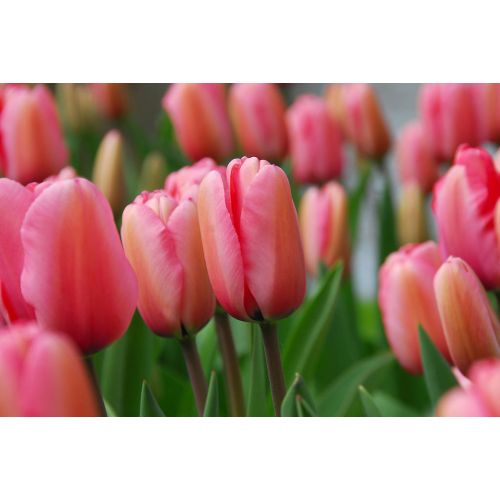 Tulp pink Impression 10 bollen - afbeelding 2