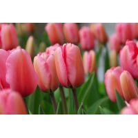 Tulp pink Impression 10 bollen - afbeelding 2