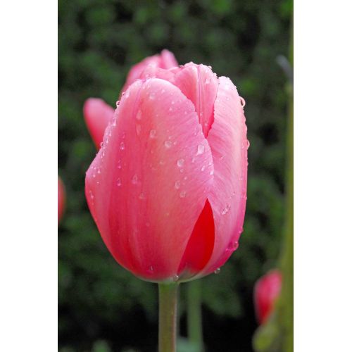 Tulp pink Impression 10 bollen - afbeelding 3