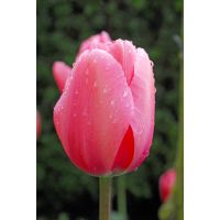 Tulp pink Impression 10 bollen - afbeelding 3
