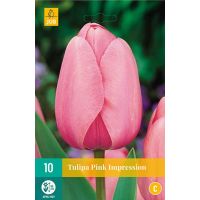 Tulp pink Impression 10 bollen - afbeelding 3