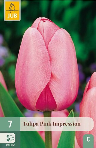 Tulp pink Impression 7 bollen - afbeelding 1