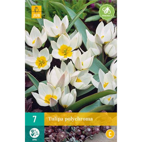 Tulp Polychroma 7 bollen - afbeelding 1