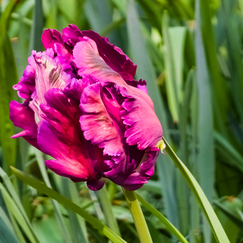 Tulp power parrot 5 bollen - afbeelding 2