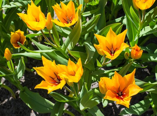 TULIPA PRAESTANS SHOGUN