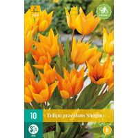 TULIPA PRAESTANS SHOGUN