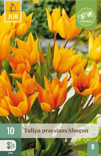 Tulp praestans shogun 10 bollen - afbeelding 1