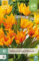 Tulp praestans shogun 10 bollen - afbeelding 1