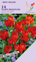 Tulp praestans Zwanenburg 14 bollen