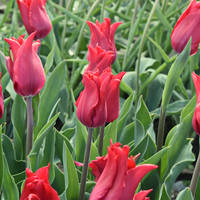 Tulp pretty woman 7 bollen - afbeelding 2