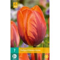 Tulp Prinses Irene 7 bollen - afbeelding 2