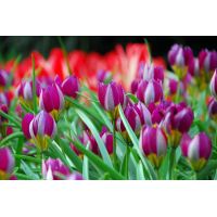 Tulp Pulchella Persian Pearl 10 bollen - afbeelding 2