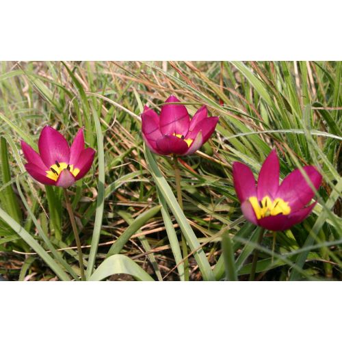 Tulp Pulchella Persian Pearl 10 bollen - afbeelding 3