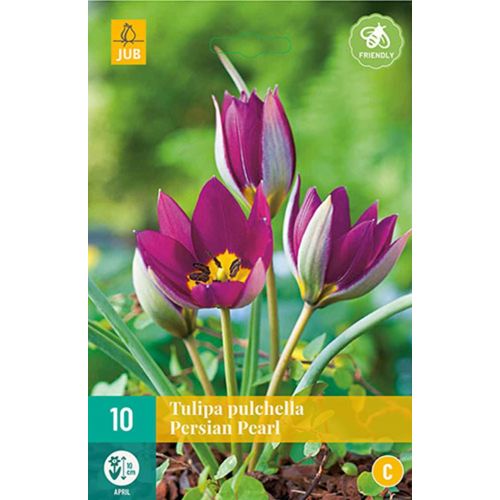 Tulp Pulchella Persian Pearl 10 bollen - afbeelding 1