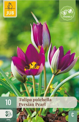 Tulp Pulchella Persian Pearl 10 bollen - afbeelding 4
