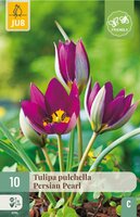 Tulp Pulchella Persian Pearl 10 bollen - afbeelding 4