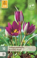 Tulp Pulchella Persian Pearl 10 bollen