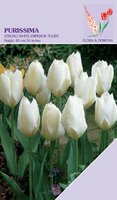 Tulp Purissima 12 bollen - afbeelding 2