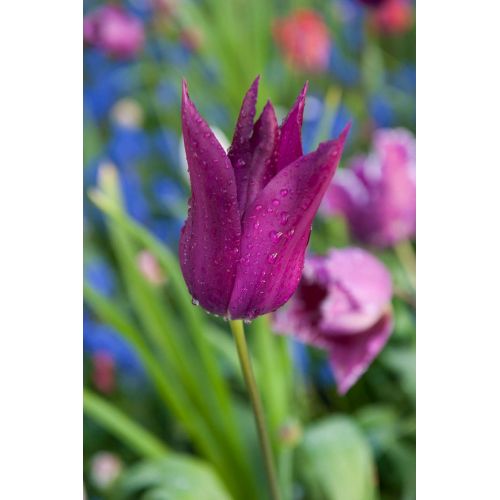 Tulp Purple dream 7 bollen - afbeelding 2