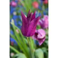 Tulp Purple dream 7 bollen - afbeelding 2