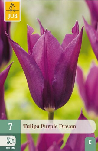 Tulp Purple dream 7 bollen - afbeelding 3
