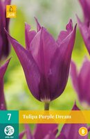 Tulp Purple dream 7 bollen - afbeelding 1