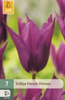 Tulp Purple dream 7 bollen