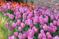 PURPLE PRIDE TULIPA