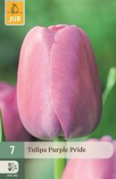 PURPLE PRIDE TULIPA