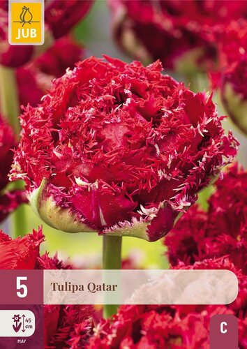 Tulp Qatar 5 bollen - afbeelding 3