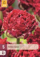 QATAR TULIPA