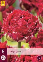 QATAR TULIPA