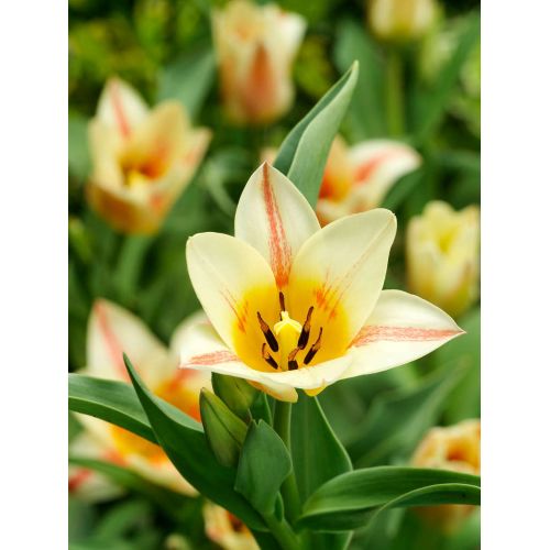 Tulp Quebec 7 bollen - afbeelding 2