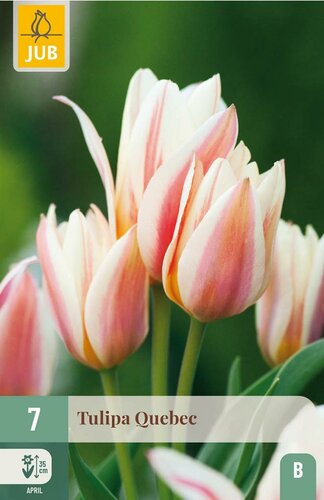 Tulp Quebec 7 bollen - afbeelding 3
