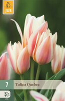 Tulp Quebec 7 bollen